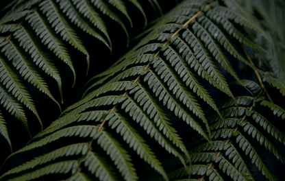 RAINFOREST TEXTURES