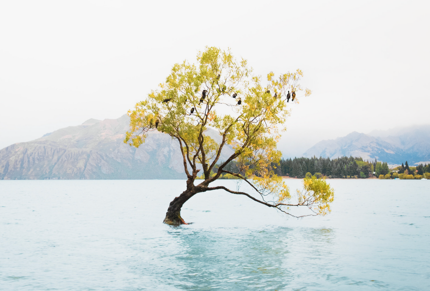 THE WANAKA TREE