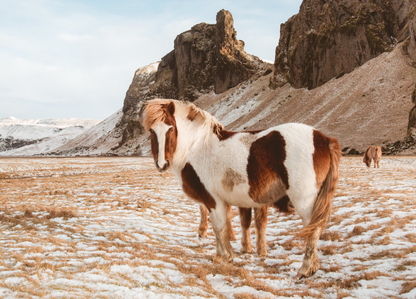 WILD TUNDRA