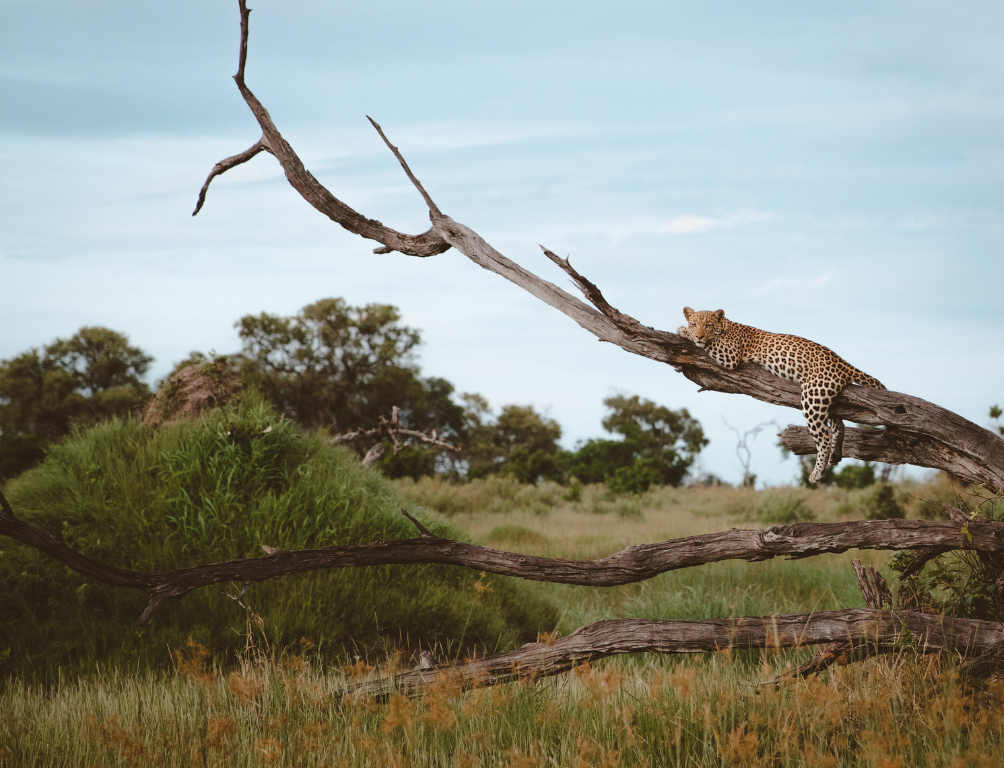 LOUNGING LEOPARD