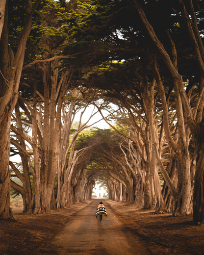 TREE TUNNEL WONDER